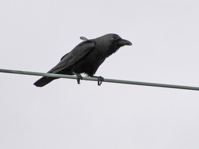 Huiskraai – House Crow