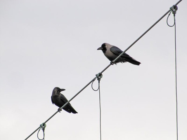 Huiskraai, Corvus splendens zugmayeri  – House Crow